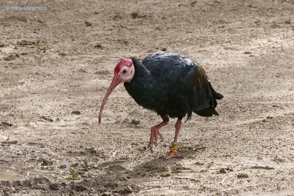 Foto van Kaapse ibis (Geronticus calvus) in Zoo Antwerpen België